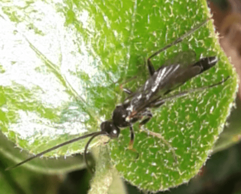 Ichneumonidae?